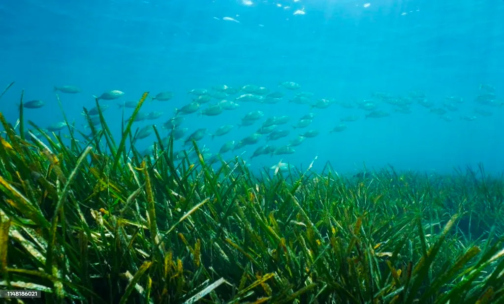 Fondo marino con peces y posidonia verde